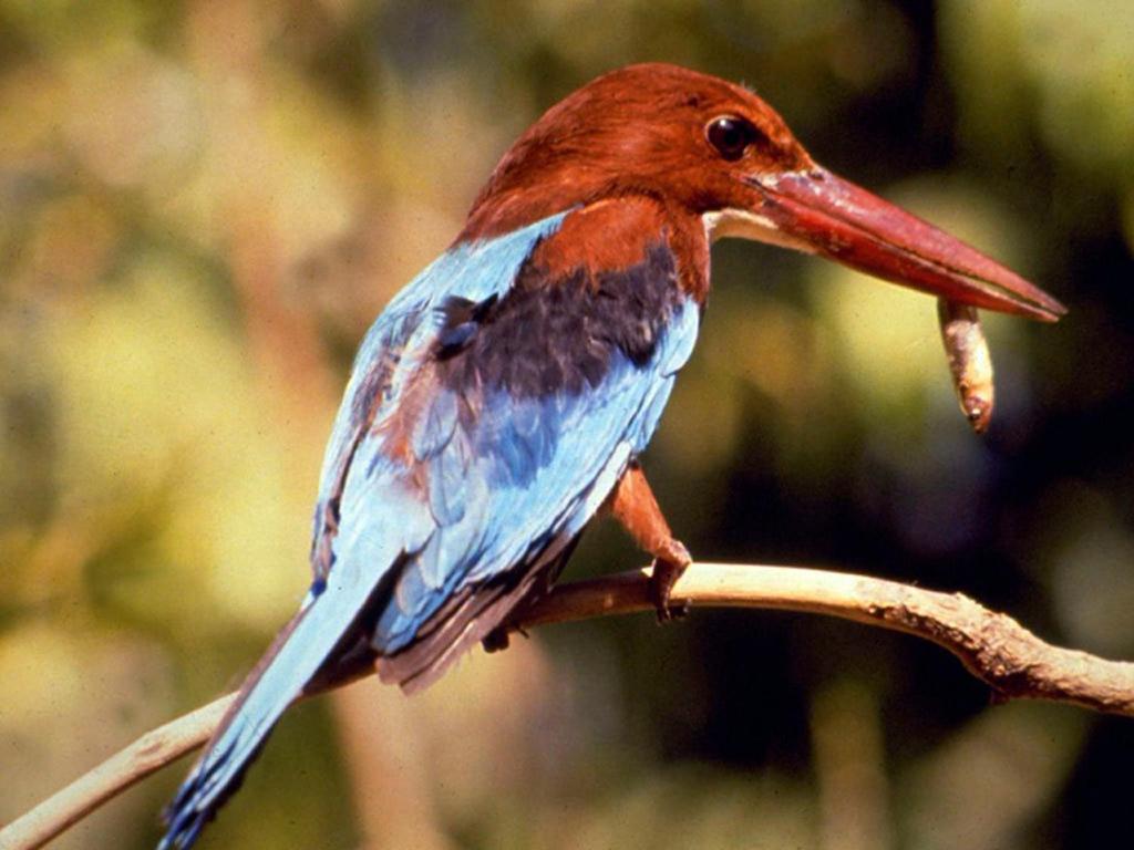 منتجعات سواراج بهاراتبور المظهر الخارجي الصورة